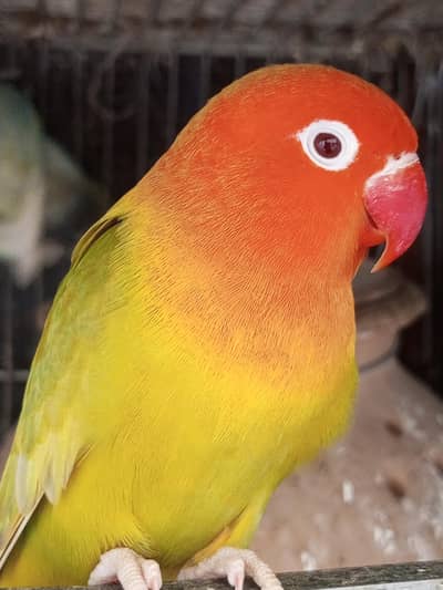 Pale fellow Breeder pair