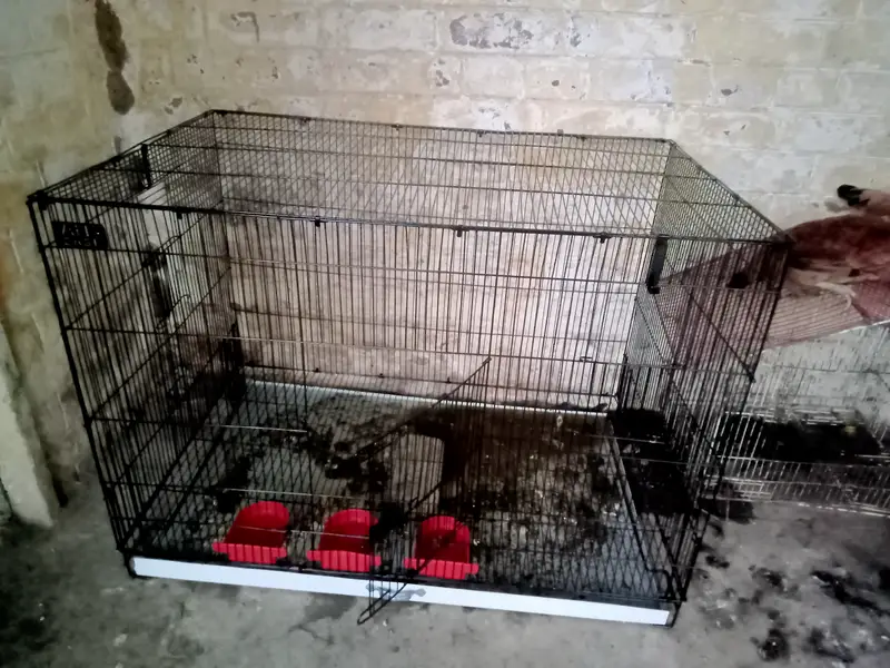 Cage for birds — photo 2