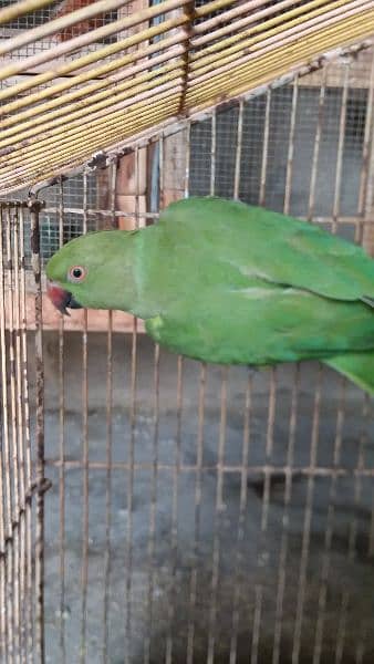 Ringneck, Hand tame cocktail, finch