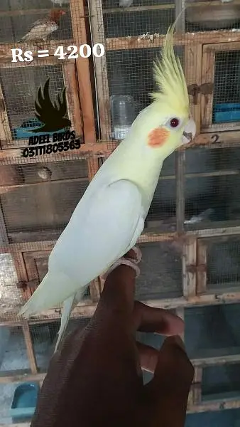 Ringneck, Hand tame cocktail, finch — photo 2
