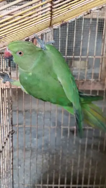 Ringneck, Hand tame cocktail, finch — photo 3