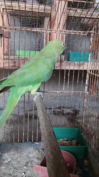 Ringneck, Hand tame cocktail, finch — photo 4