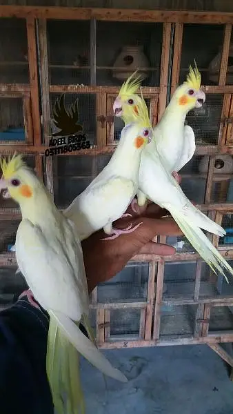 Ringneck, Hand tame cocktail, finch — photo 5