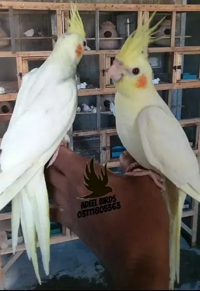 Ringneck, Hand tame cocktail, finch — photo 6