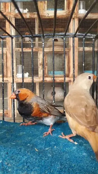Ringneck, Hand tame cocktail, finch — photo 7