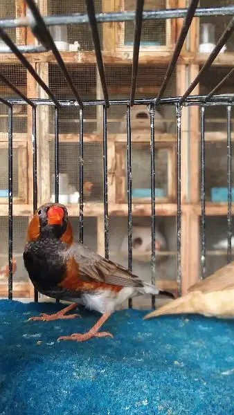 Ringneck, Hand tame cocktail, finch — photo 8
