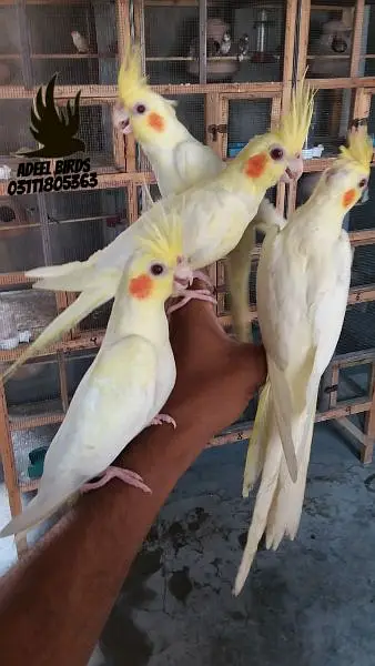 Ringneck, Hand tame cocktail, finch — photo 9