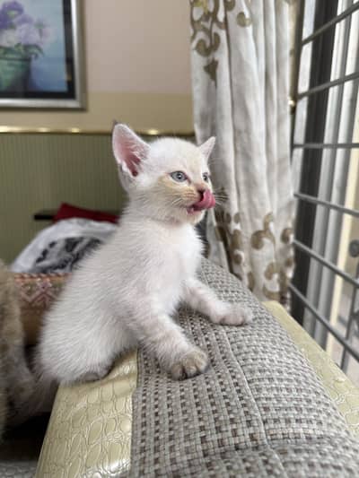 Cute Semi-Persian Kittens for Sale 