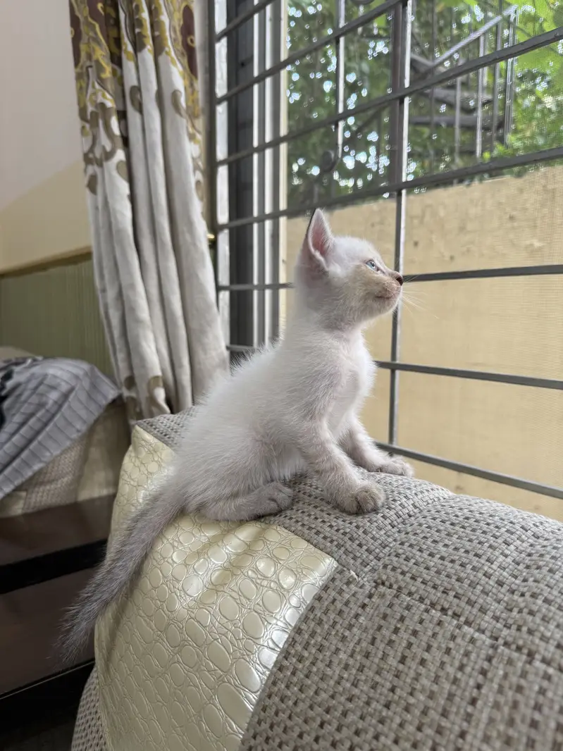 Cute Semi-Persian Kittens for Sale  — photo 2