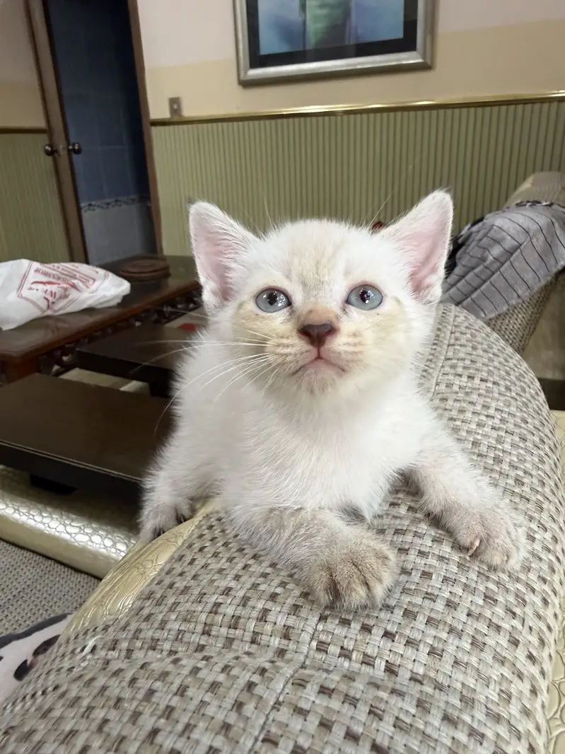 Cute Semi-Persian Kittens for Sale  — photo 3