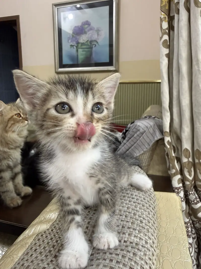 Cute Semi-Persian Kittens for Sale  — photo 4
