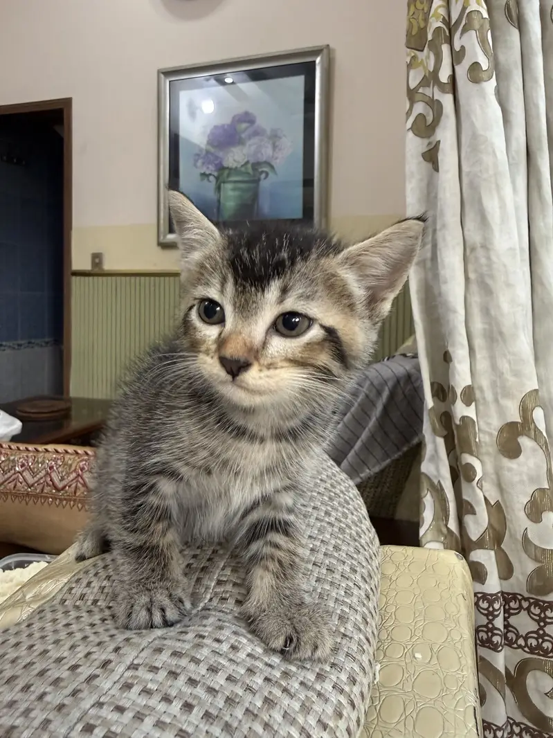 Cute Semi-Persian Kittens for Sale  — photo 5