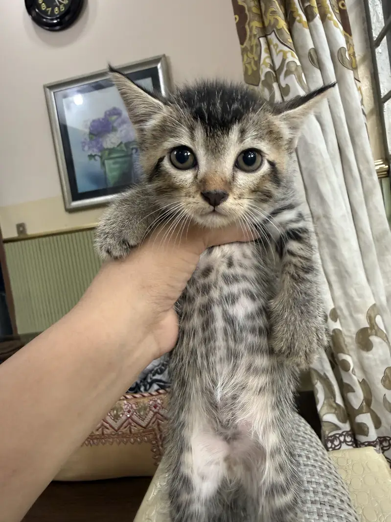 Cute Semi-Persian Kittens for Sale  — photo 6