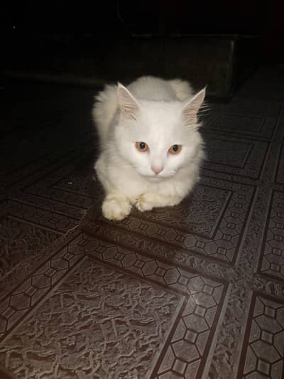mery pass 2 cats hai 1 male nd 1 female