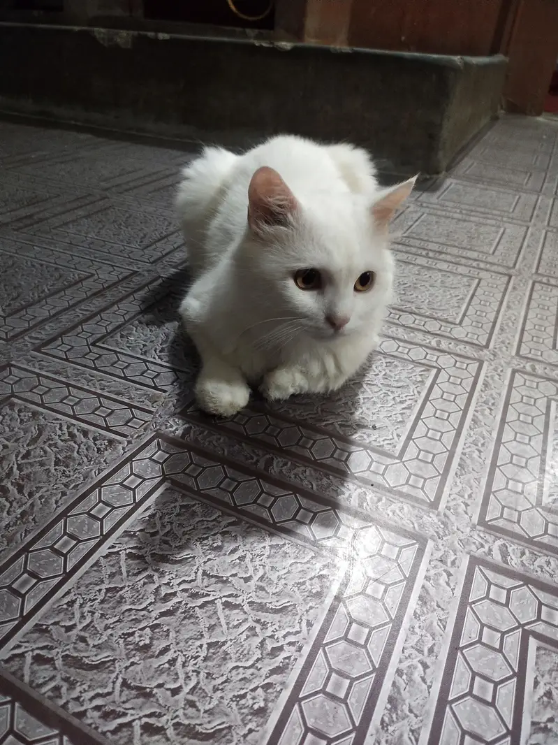 mery pass 2 cats hai 1 male nd 1 female — photo 2