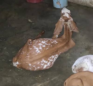 urgent sale female goat makki Chinni cross