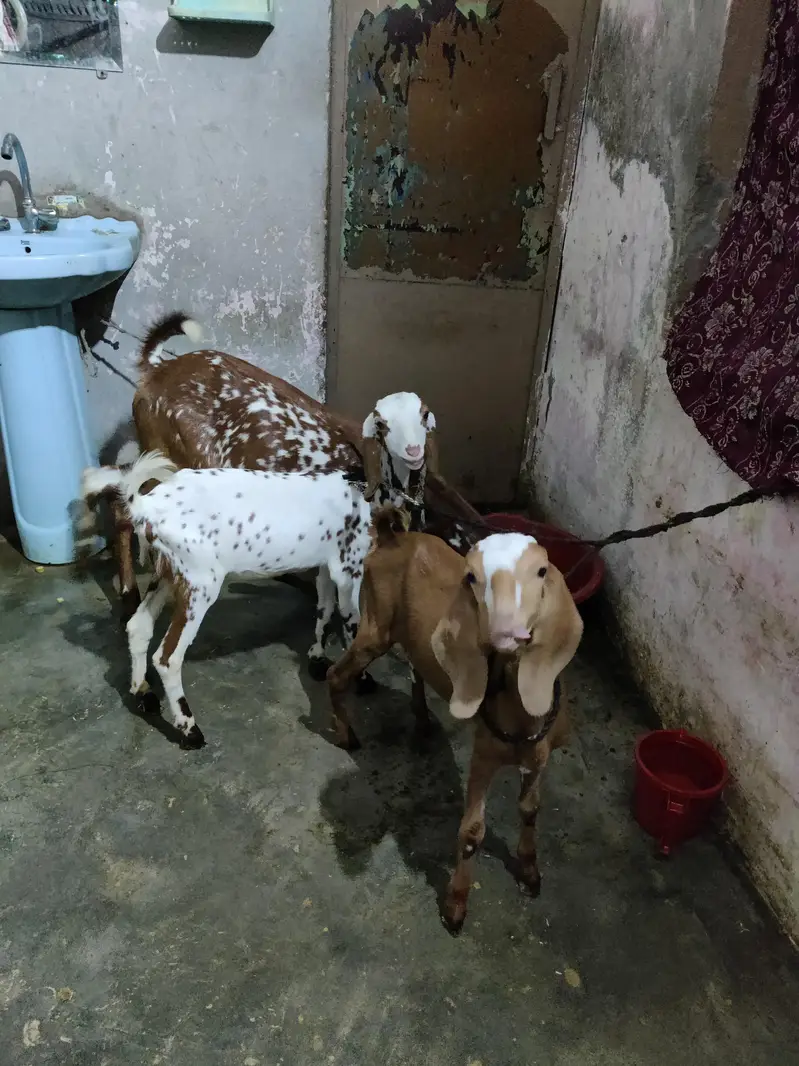 Urgent sale Need Money — photo 4