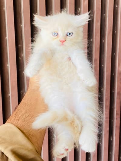 3 Long Coat Semi Punch Faced Kittens