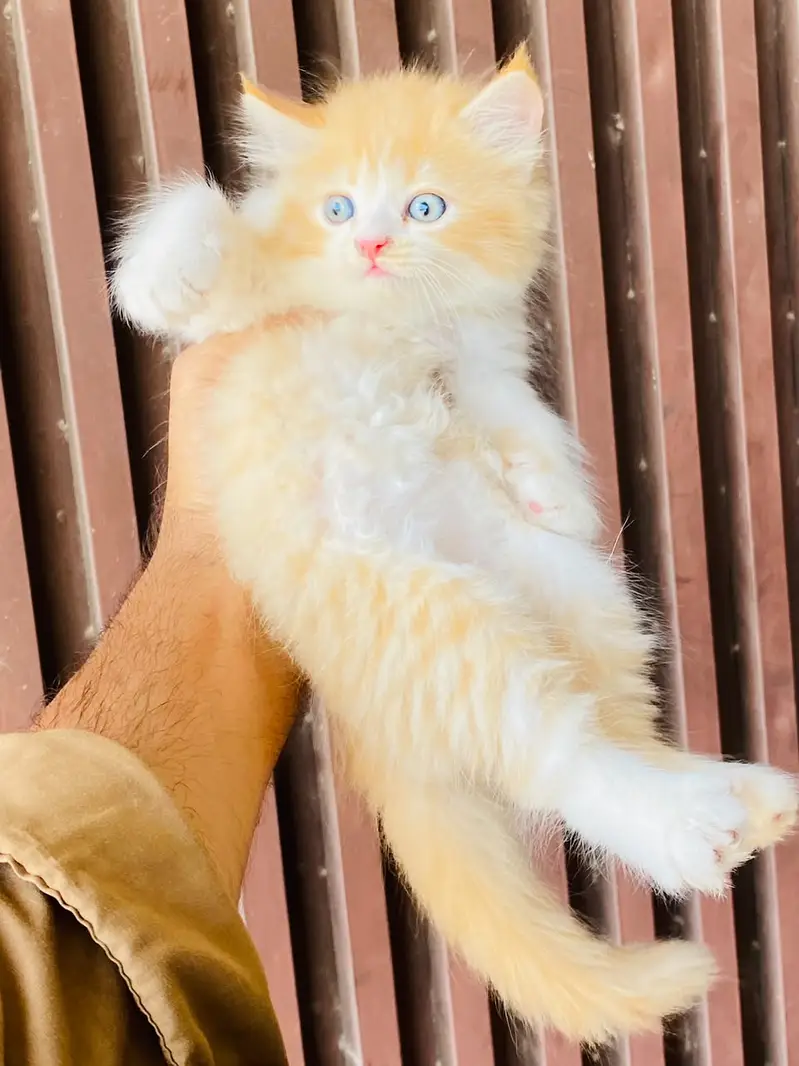 3 Long Coat Semi Punch Faced Kittens — photo 2
