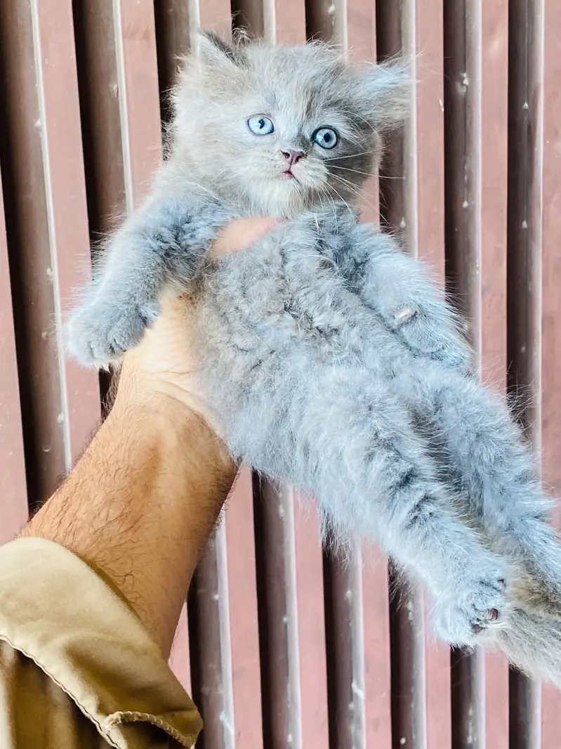 3 Long Coat Semi Punch Faced Kittens — photo 3
