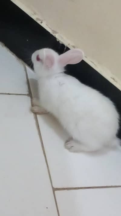 White rabbits|Red Eyes|Tame Rabbit