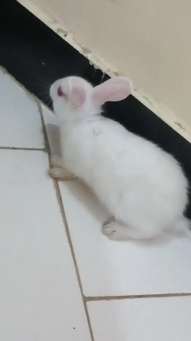 White rabbits|Red Eyes|Tame Rabbit