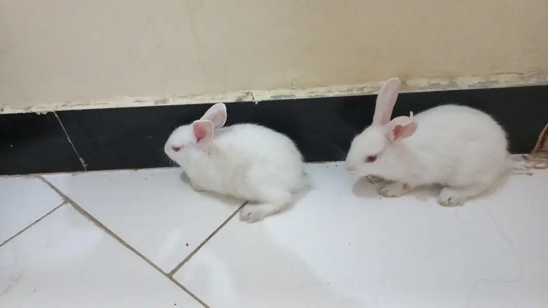 White rabbits|Red Eyes|Tame Rabbit — photo 2