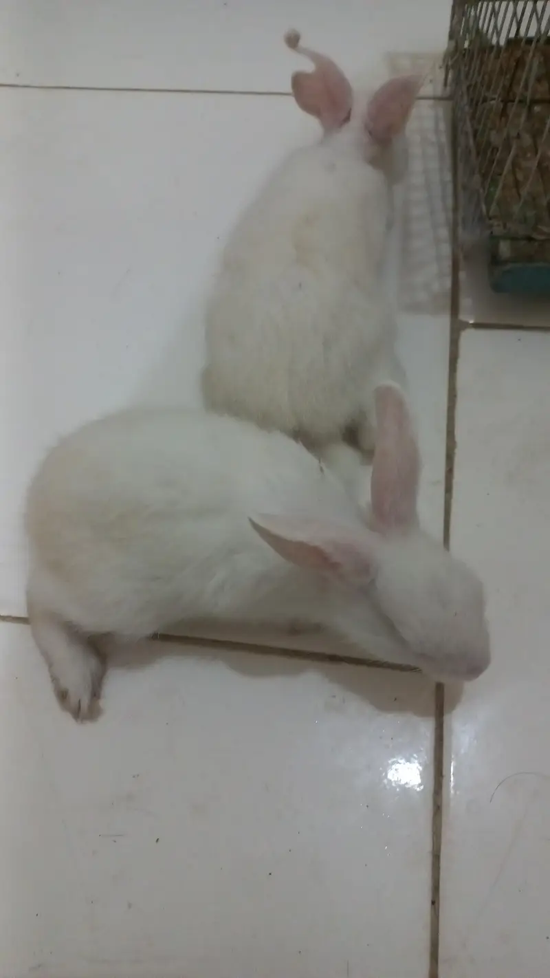 White rabbits|Red Eyes|Tame Rabbit — photo 3