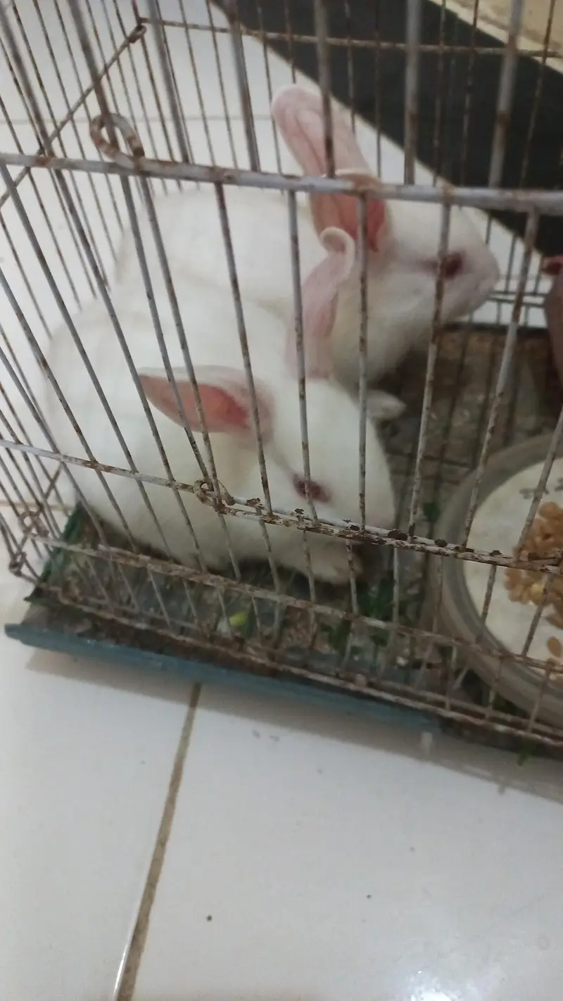 White rabbits|Red Eyes|Tame Rabbit — photo 4