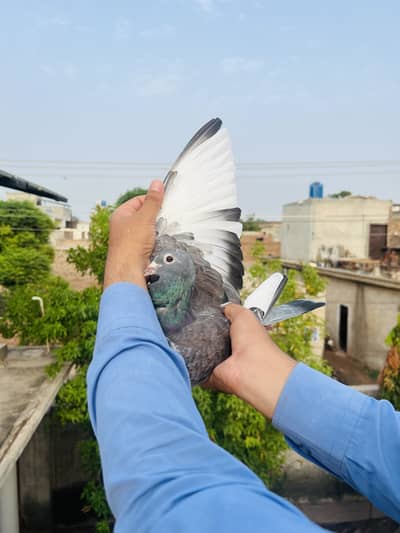 High Quality Qasid birds For Sale