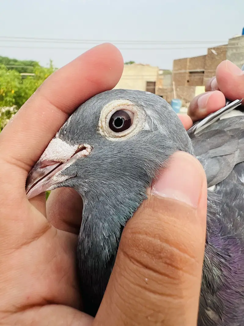 High Quality Qasid birds For Sale — photo 2