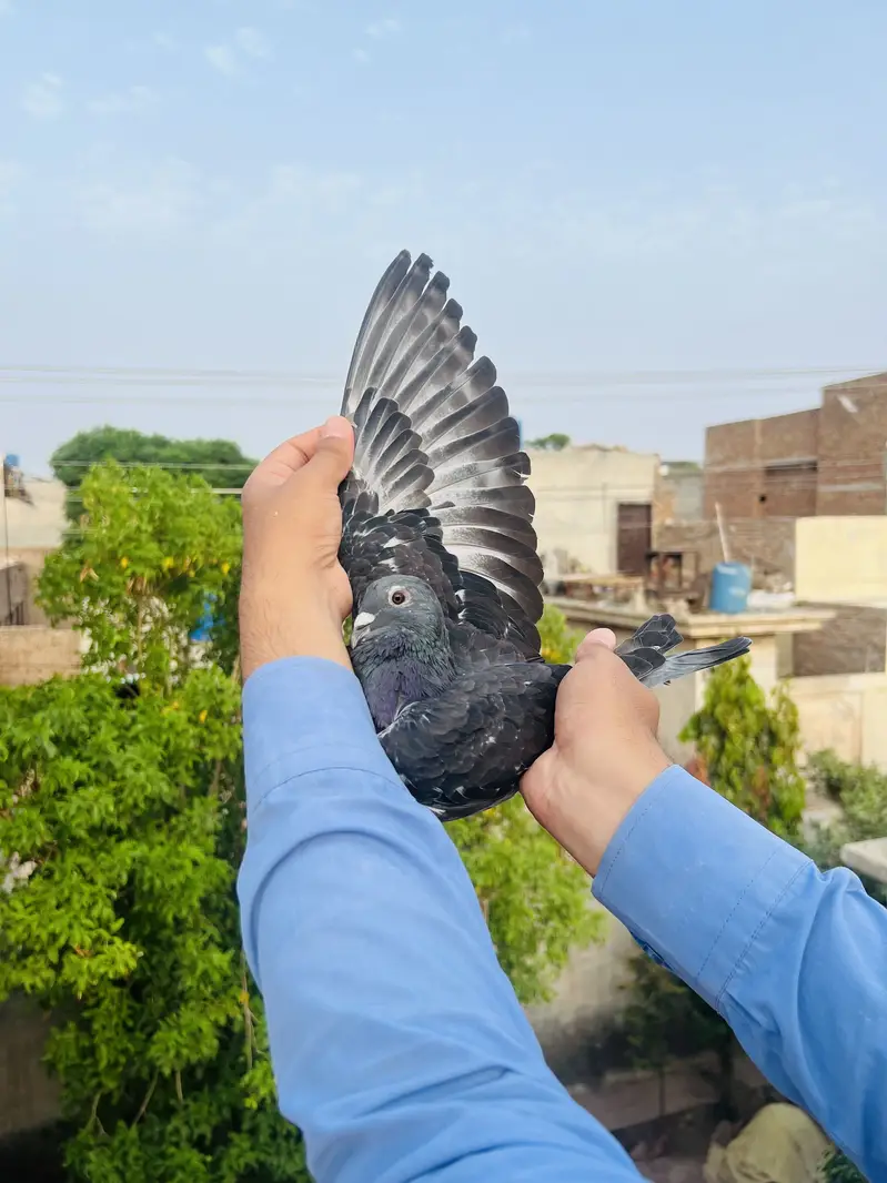High Quality Qasid birds For Sale — photo 3