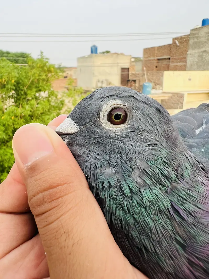 High Quality Qasid birds For Sale — photo 4