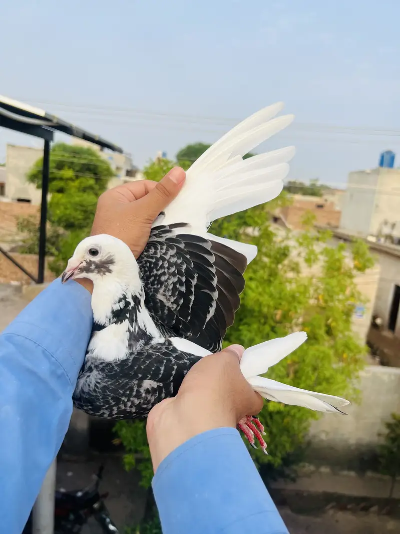 High Quality Qasid birds For Sale — photo 5