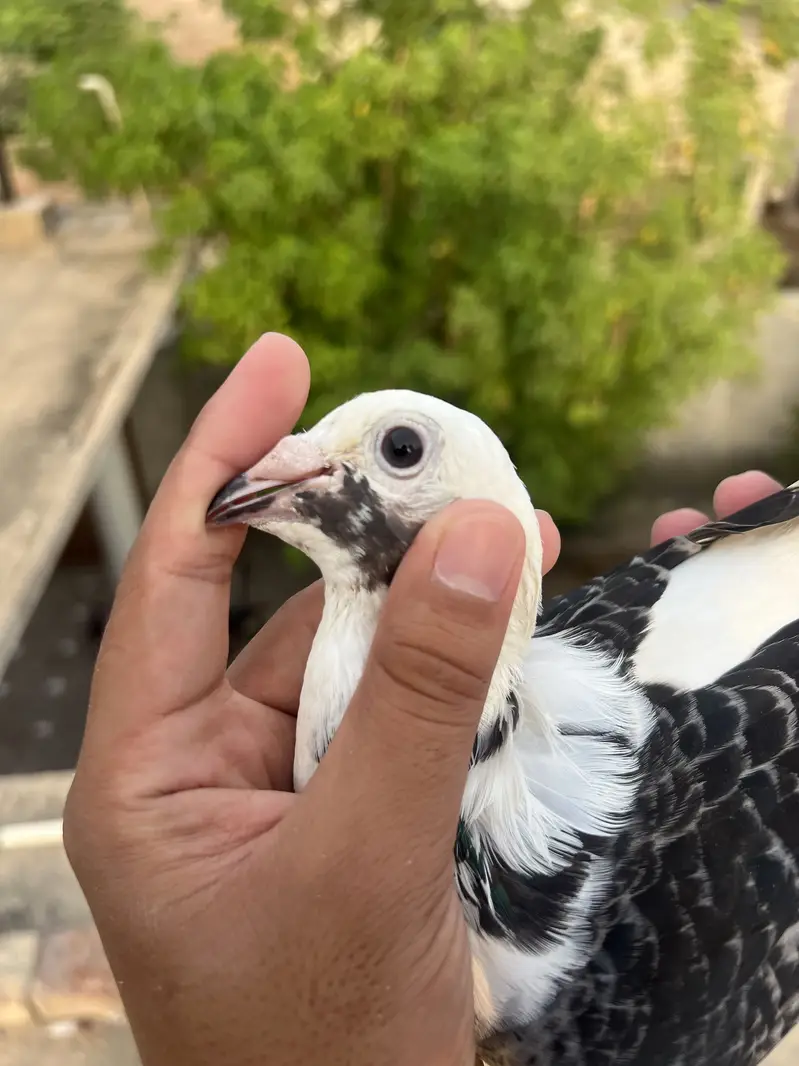 High Quality Qasid birds For Sale — photo 6