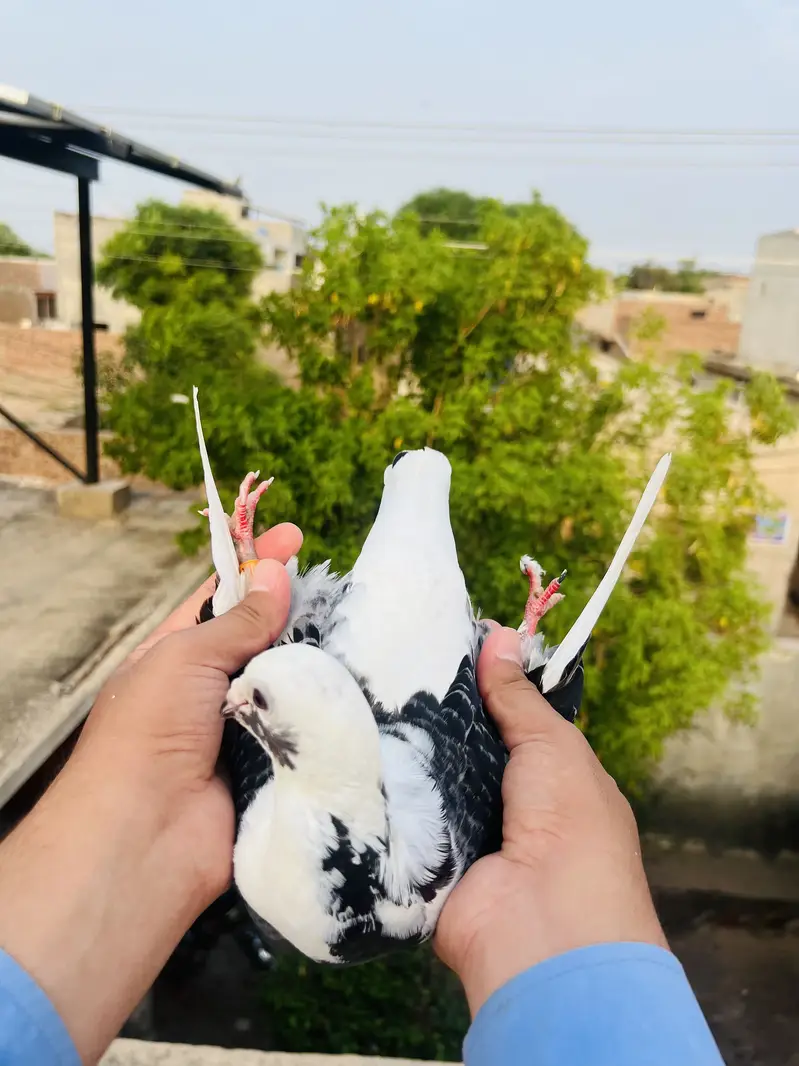 High Quality Qasid birds For Sale — photo 7