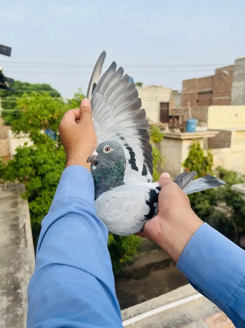 High Quality Qasid birds For Sale — photo 8
