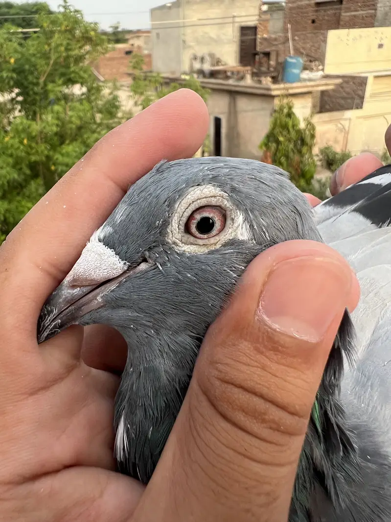 High Quality Qasid birds For Sale — photo 9