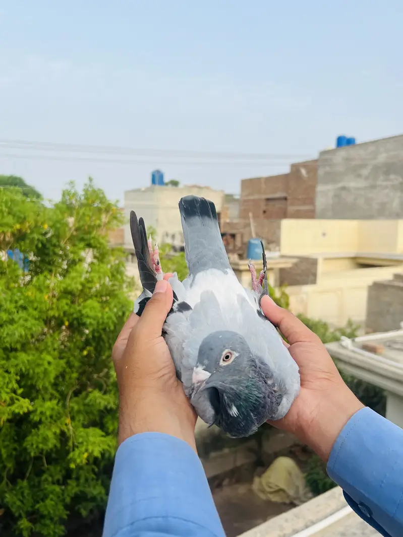 High Quality Qasid birds For Sale — photo 10