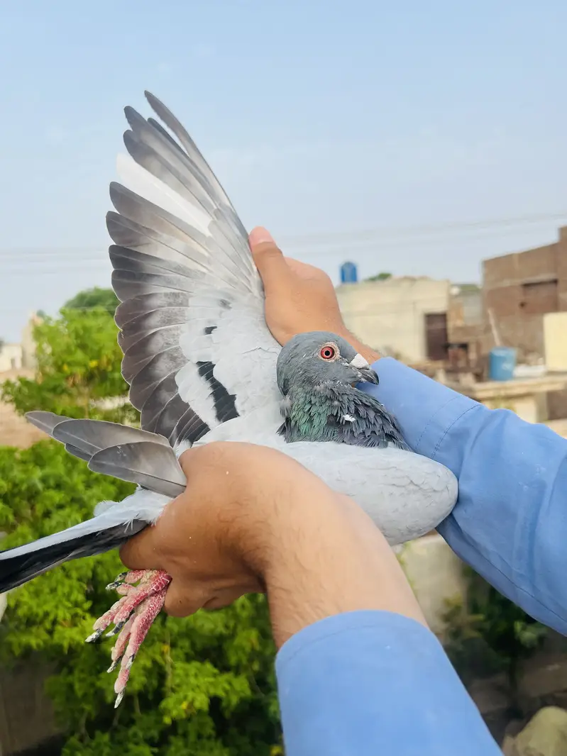 High Quality Qasid birds For Sale — photo 11