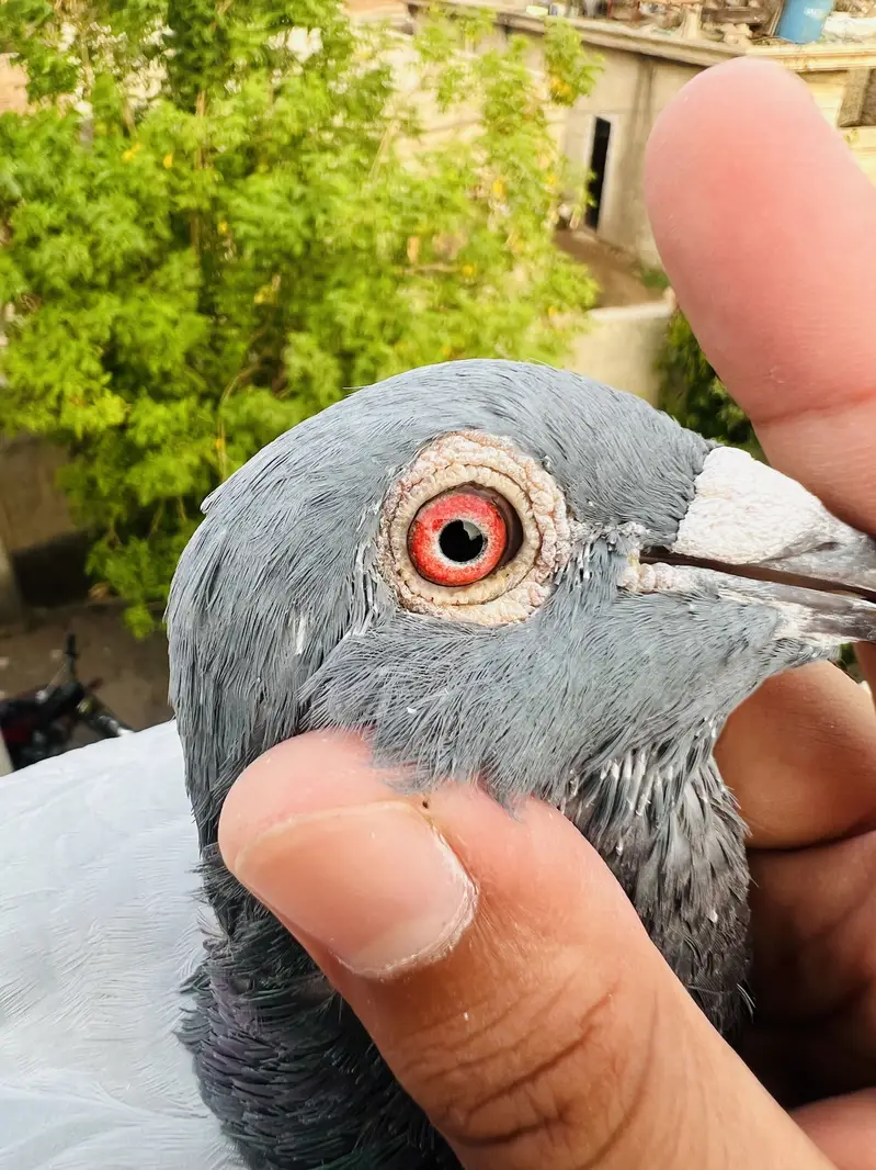High Quality Qasid birds For Sale — photo 12