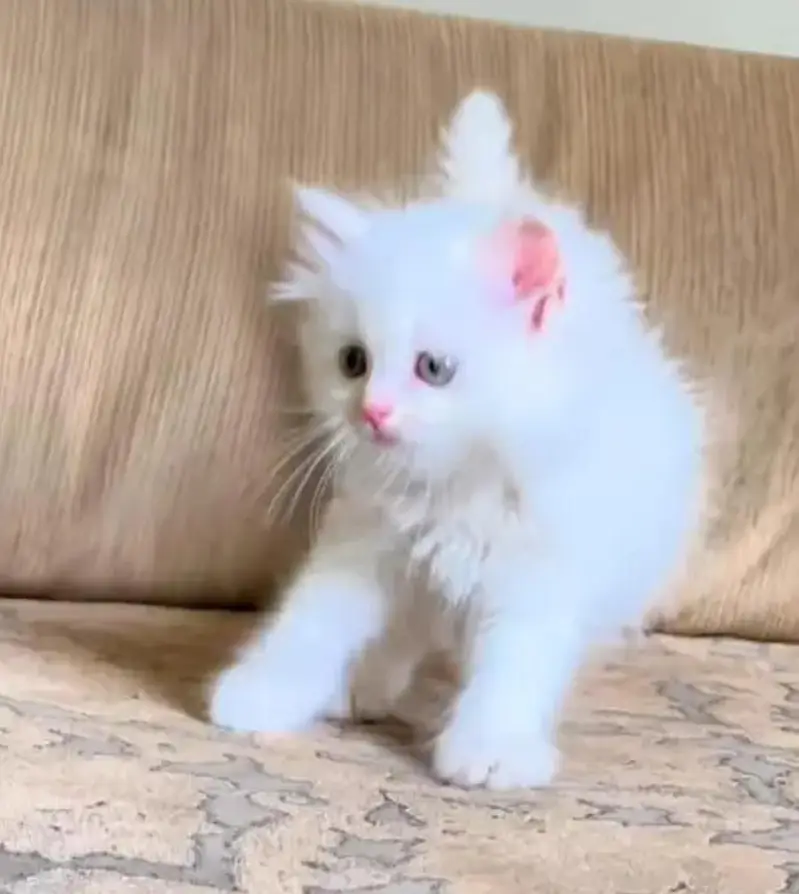 Persian cat for sale 2 month age WhatsApp number 03407695703 — photo 3