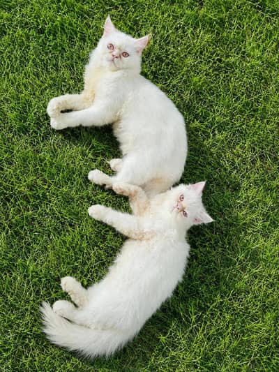 URGENT SALE KITTEN
