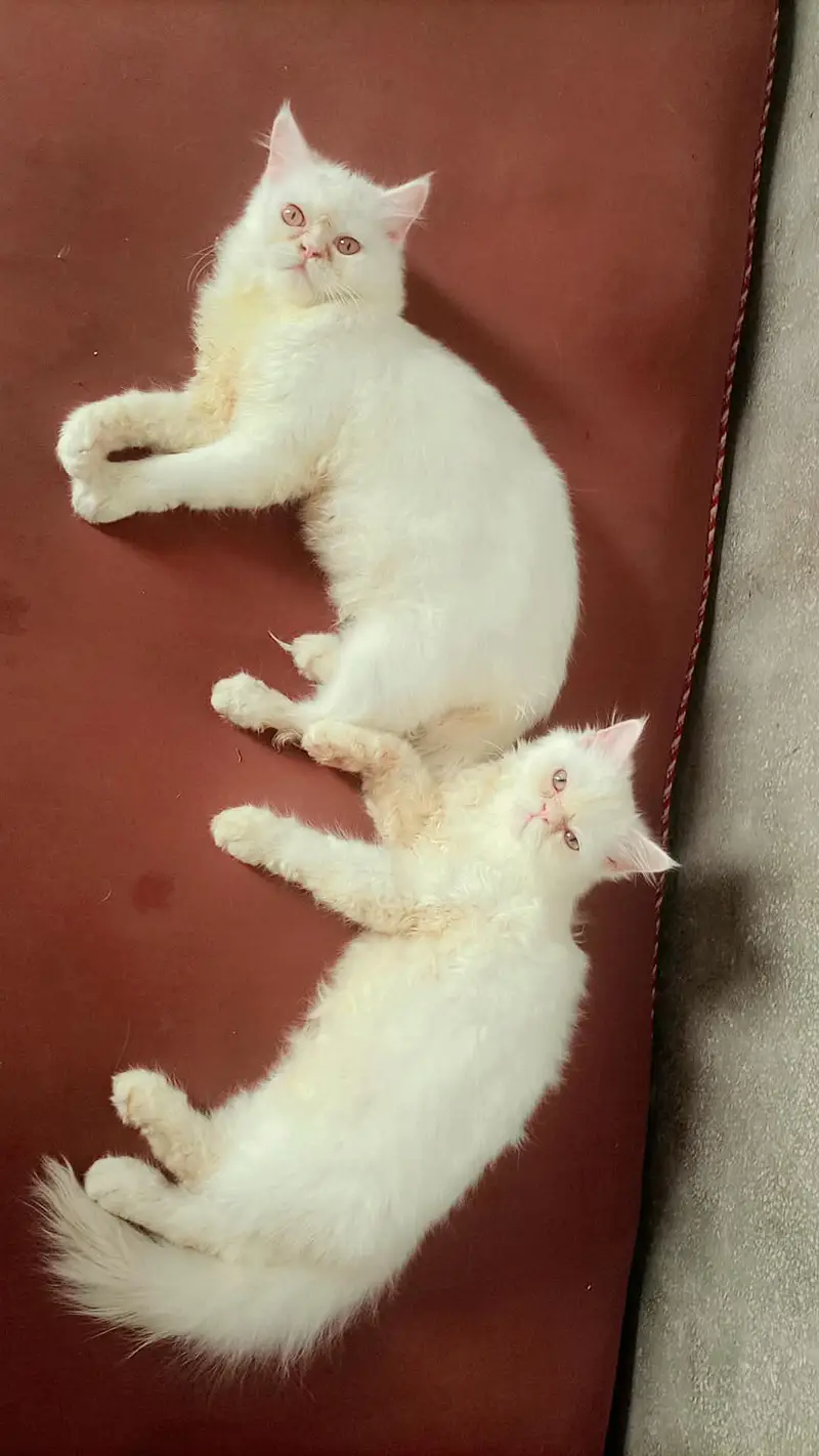 URGENT SALE KITTEN — photo 2
