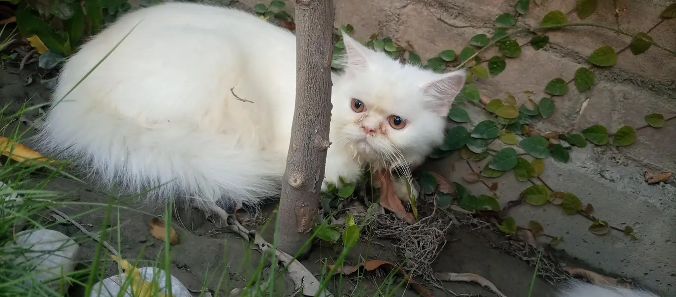URGENT SALE KITTEN — photo 3
