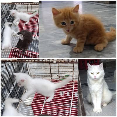 Persian kittens