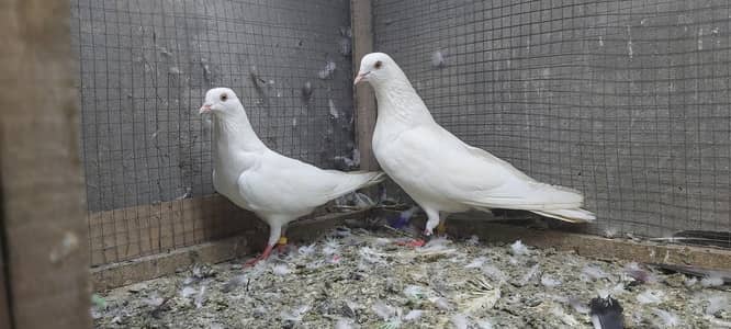 Chatri Wala Breeder Pair For Sale.
