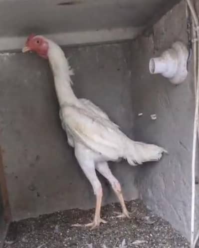 white shamo patha/white shamo female/shamo male/shamo chicks