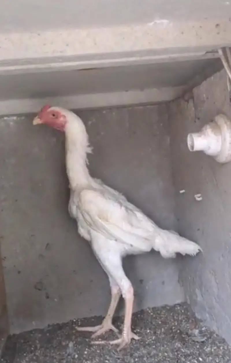 white shamo patha/white shamo female/shamo male/shamo chicks — photo 2