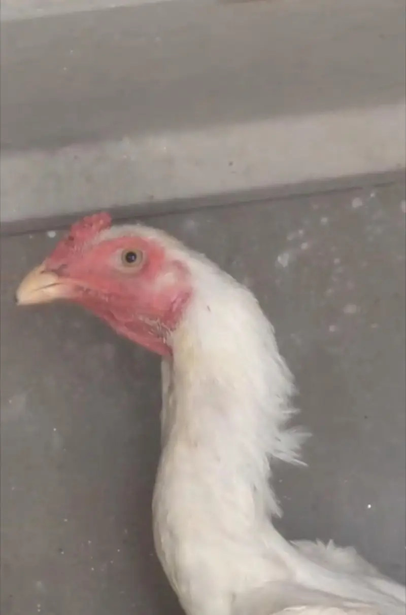 white shamo patha/white shamo female/shamo male/shamo chicks — photo 3